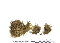 藏品(虎尾苔)的圖片